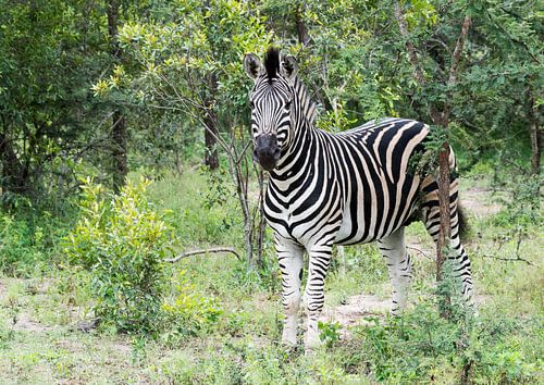 zebra in the kruger national reserve 