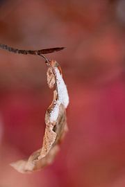 hiver automne sur LIA van der wende