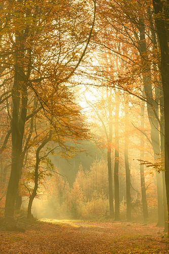 Pad door een Beuken bos tijdens een mooie mistige herfstdag.