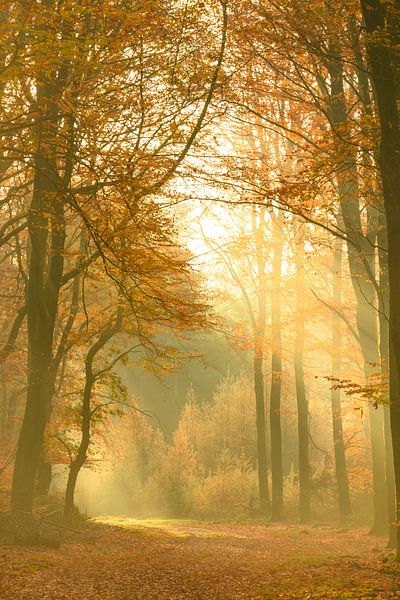 Path through a misty forest during a beautiful foggy autumn day by Sjoerd van der Wal Photography
