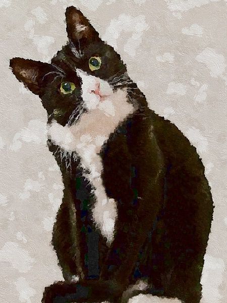Cat Confuse by TOAN TRAN