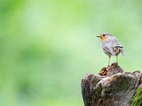 Rotkehlchen auf Baumstamm