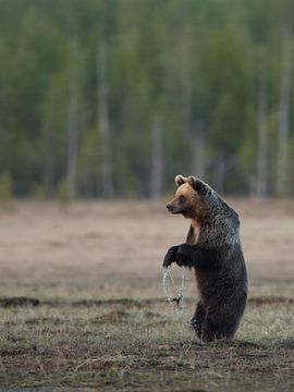 Brown bear by Erik van Velden