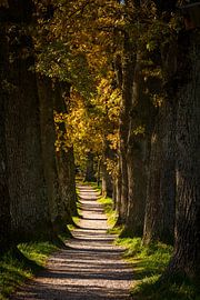 Kottmüller-Allee von Denis Feiner