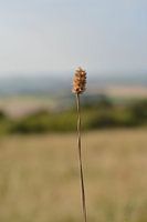 Little blade of grass