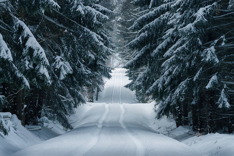 Winter Forest by Ronny Rohloff