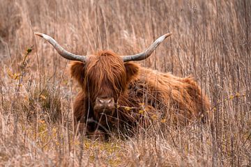 Highlander écossais dans l'herbe sur 