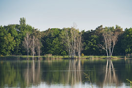 Silence at the Edge of the Wood by Vague & Form
