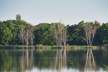 Le silence à la lisière de la forêt