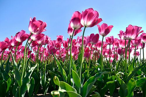 Roze tulpen