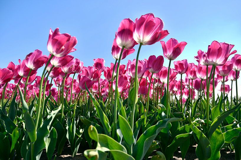 Roze tulpen van Jeannette Penris
