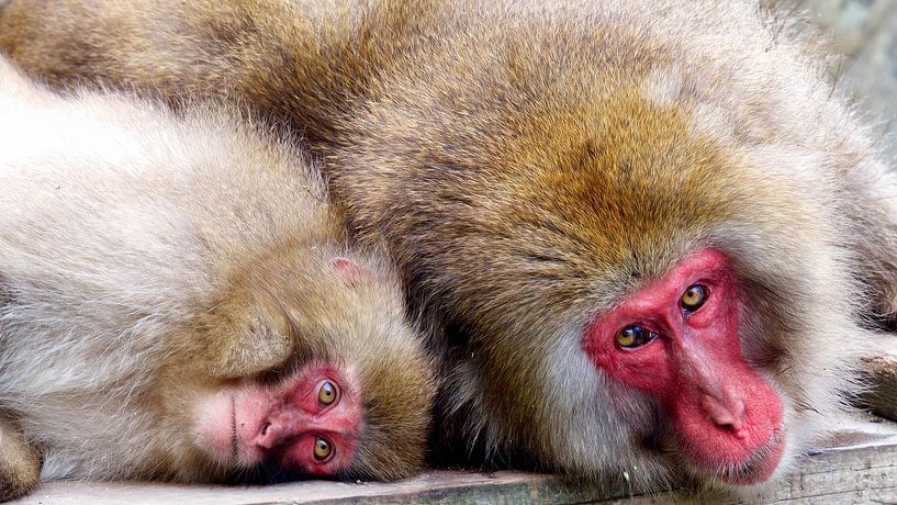 What are you looking at, Macaque? par Guy Florack