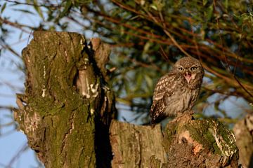 Little Owl ( Athene noctua ), young adolescent, fledged, perched in the sun on an old willow tree, c van wunderbare Erde