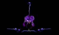 Purple Iris