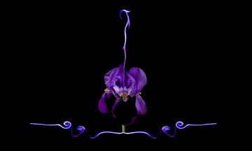 Purple Iris van Jessica van der Mast