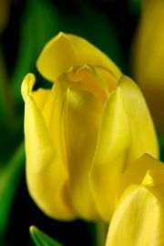 Tulip by Thomas Jäger