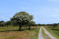 Chemin à travers les dunes de Zélande