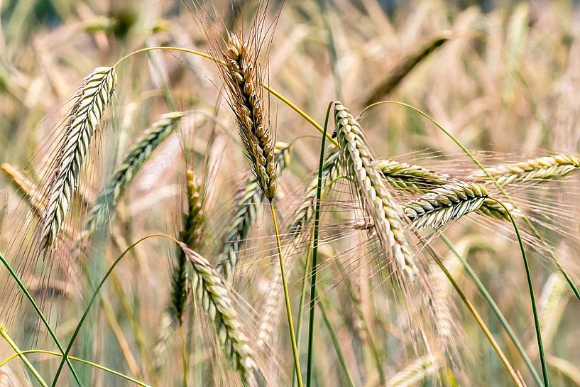 Dreaming away among the rye by Bep van Pelt- Verkuil