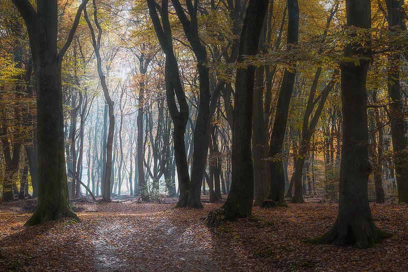 Mysterious trees by Roelof Nijholt