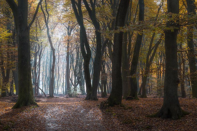 Mysterieuze bomen van Roelof Nijholt