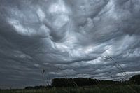Undulatus asperatus
