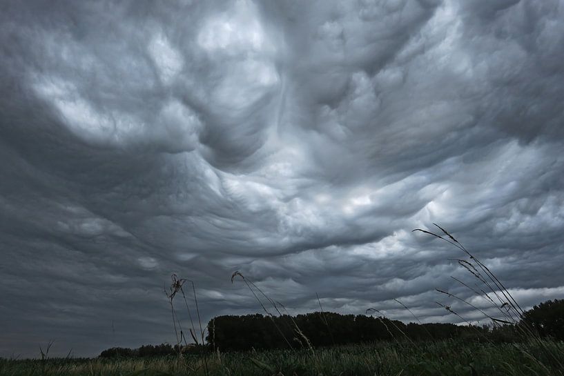 Undulatus asperatus von Rafael Delaedt