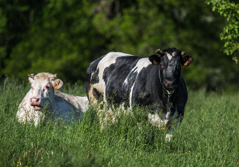 agricultural life by Bart Liesenborgs