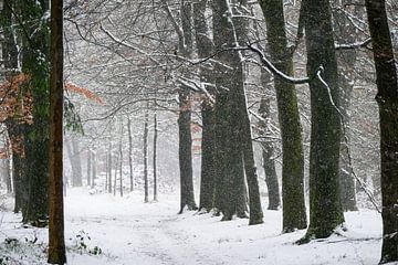 Snow winter landscape in a snowy forest during winter in nature by Sjoerd van der Wal Photography