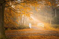 Couleurs d'automne dans la forêt par Original Mostert Photography Aperçu