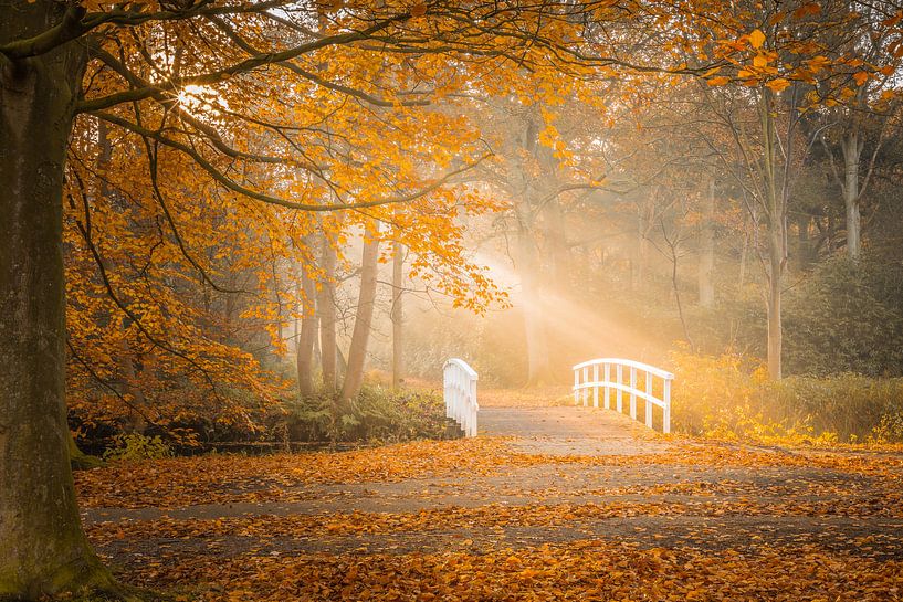 Couleurs d'automne dans la forêt par Original Mostert Photography