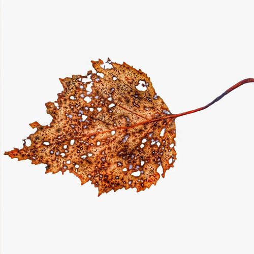 Esdoornblad in de herfst