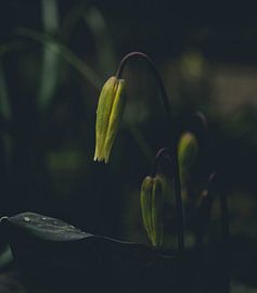 Just a little longer and I may shine by Charlotte Ipenburg