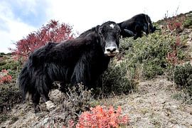 Yaks in Tibet by Jan van Reij