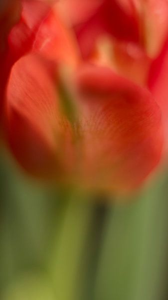 Réduction des tulipes par Petra Dreiling-Schewe