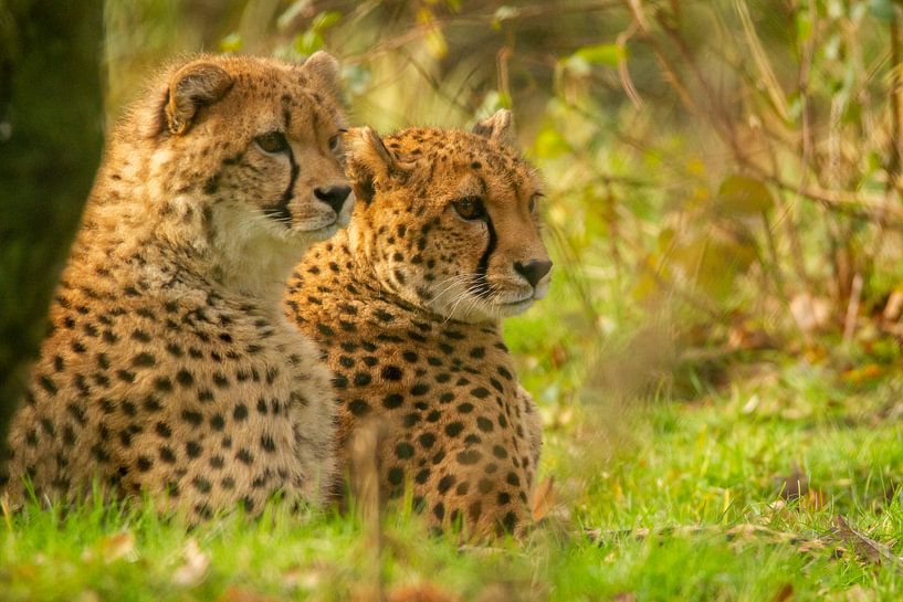 Cheetahs keep watch by Arnold van der Horst