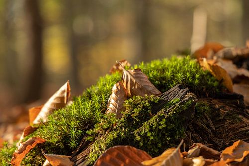 Herfstdetail bij de Amerongse Berg