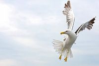 lesser black-backed gull above the North Sea