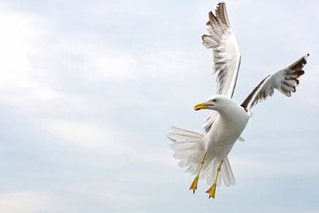 lesser black-backed gull above the North Sea by eric van der eijk