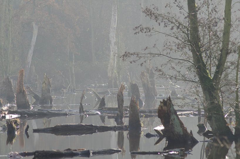 mangrove in Brüggen by Eugene Lentjes