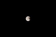 Moon by Lisa Becker thumbnail