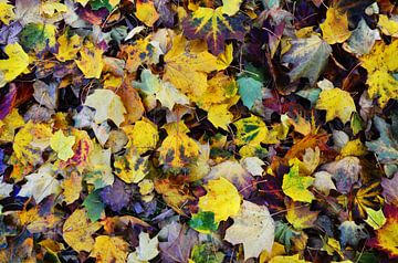 Herfstbladeren - Duizend kleuren in de natuur van Carolina Reina