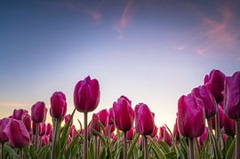 Tulipes néerlandaises