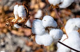 Cotton plant in final phase by Hans Verhulst