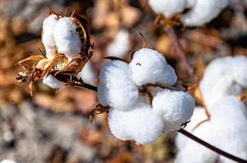 Cotton plant in final phase by Hans Verhulst