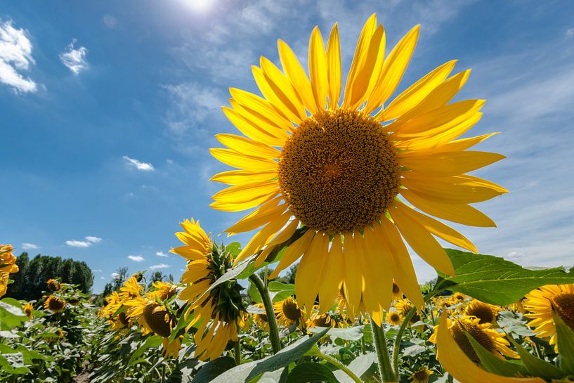 Heldergele zonnebloem in een veld met diep blauwe hemel van Fotografiecor .nl