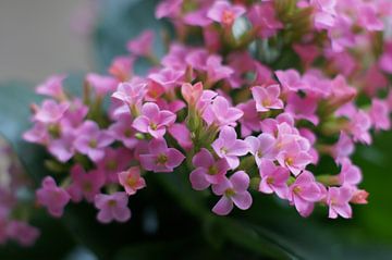 Close-up van roze kalanchoe van Mees van der Wiel