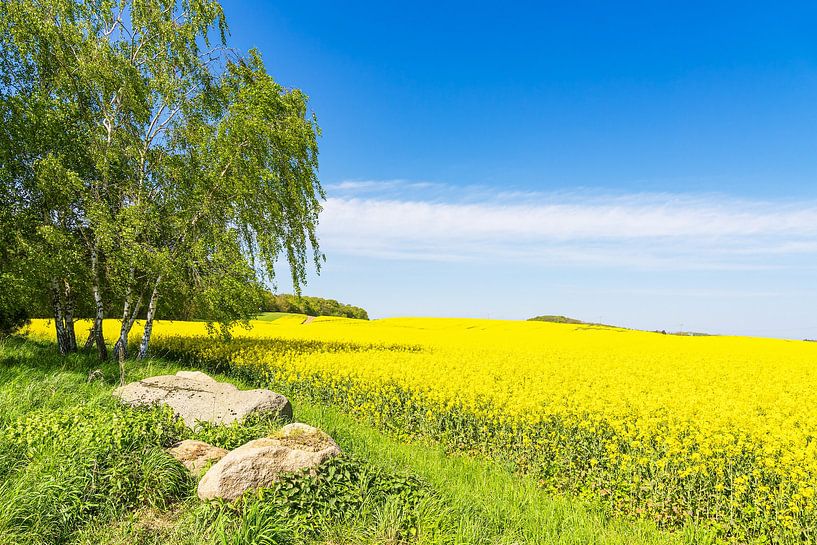 Rape field with trees and blue sky near Parkentin by Rico Ködder