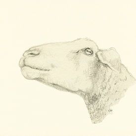 Pensive sheep pencil drawing by Karen Kaspar