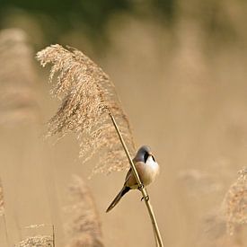 Baardmannetje in het riet van Wim van der Meule