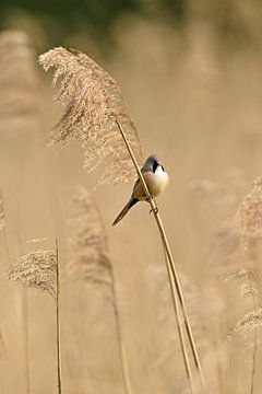 Baardmannetje in het riet van Wim van der Meule